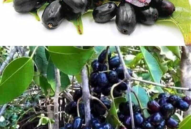 jamungucha